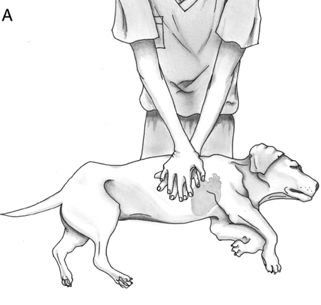 Premiers Secours Canin Félin